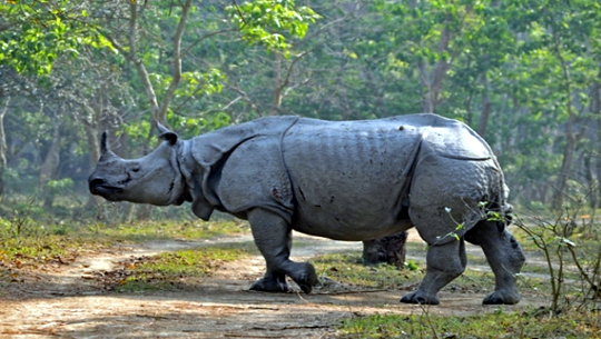 No rhino poaching case in Assam in 2022