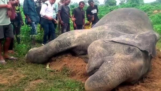 elephant found dead in Assam’s Kamrup