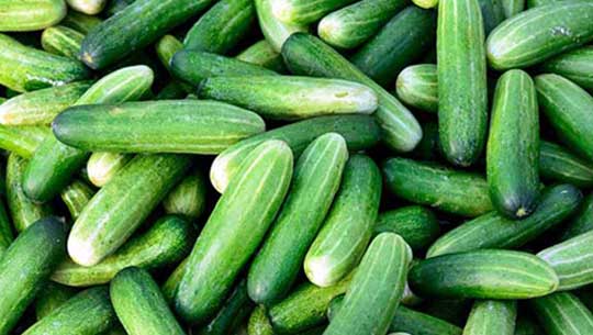 India emerges as largest exporters of cucumber, gherkins in the world