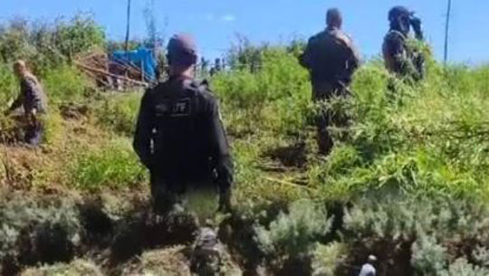 10 Tonnes of Cannabis Destroyed in Major Anti-Narcotics Operation in Meghalaya’s East Khasi Hills