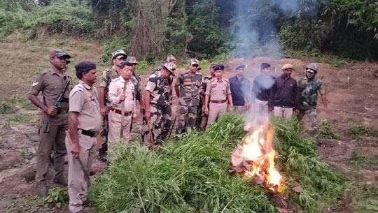 Tripura Police, BSF destroy cannabis plantation 