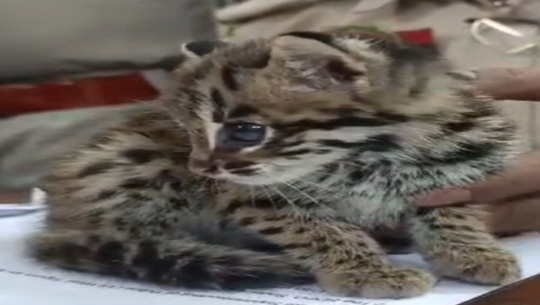 Leopard cat cub rescued in Agartala 