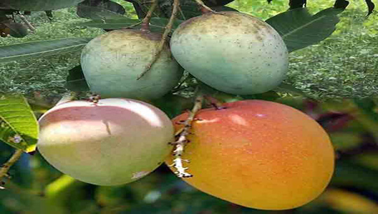 Bangladesh gifts 300 Kg of Haribhanga Mangoes to Tripura CM 