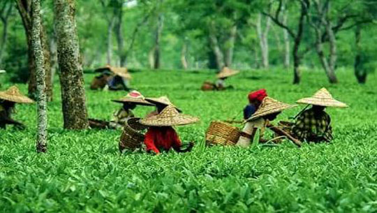 Assam Assembly Passes Land Ceiling Amendment to Grant Land Rights to Tea Garden Workers