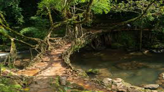 Sitharaman backs UNESCO World Heritage bid for Meghalaya’s Living Root Bridges