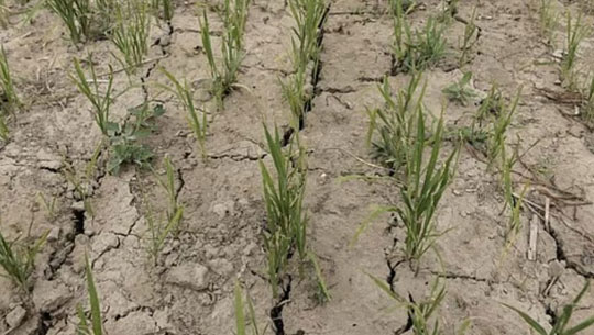 Assam faces over 42% rainfall deficit