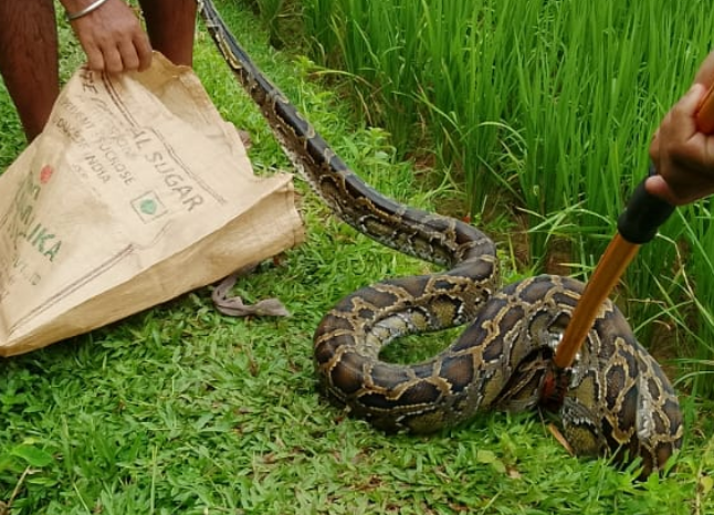 Python rescued from paddy field, rel