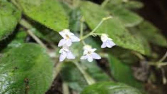 New Plant Species Petrocosmea Arunachalense discovered 