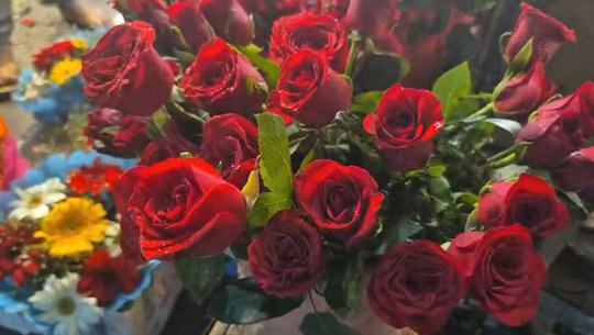 Rose prices seen rising 4-fold on Valentine's day