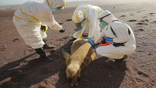 Peru: Around 585 sea lions, 55,000 wild birds died due to H5N1 bird flu virus