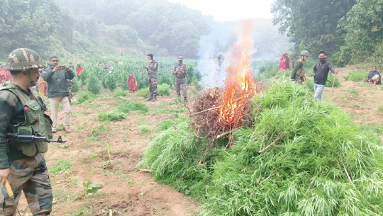 AR, Police and TFS destroys ganja pl