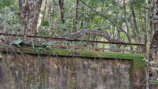 AR hands over Indian Black Rock Python to forest officials 