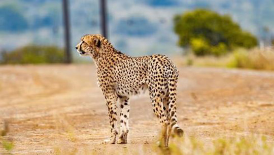 Twelve cheetahs from South Africa arrive at Kuno National Park in Madhya Pradesh
