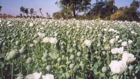 Poppy Cultivation Spread Over Eight Acres Destroyed in Longding