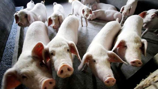 African swine fever detected in Khowai