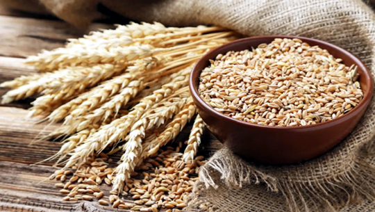 FCI offers 11.72 Lakh Metric Tonnes of wheat via 620 depots in third e-auction