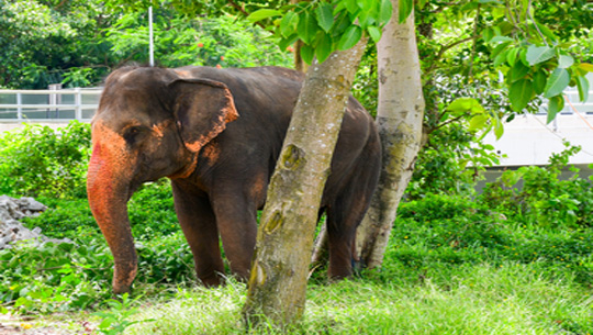 Assam Cabinet approves 'Gaja Mitra' Scheme to address Human-Elephant Conflict