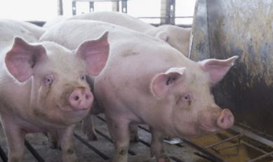 Tripura bans import of pigs from other states to prevent disease outbreak