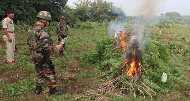 Assam Rifles destroy cannabis plantation worth Rs 1.5 crore
