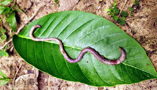 Two New Earthworm Species Discovered
