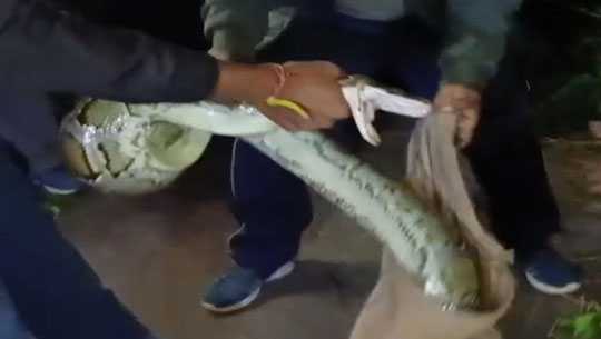 Huge Python Sparks Panic in Charilam