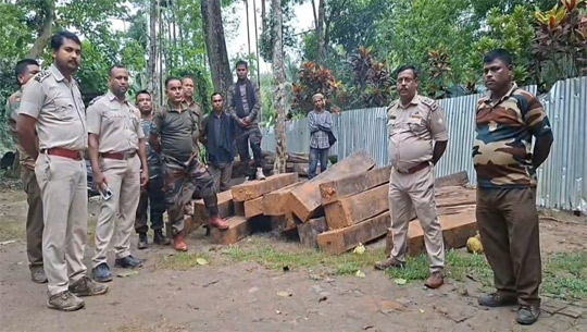 Forest officials seize illegal timber