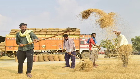 Over 1 crore farmers benefitted with ongoing paddy procurement