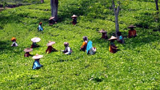 Tripura Govt allocates Rs. 85 Cr. to ensure social security for tea garden workers