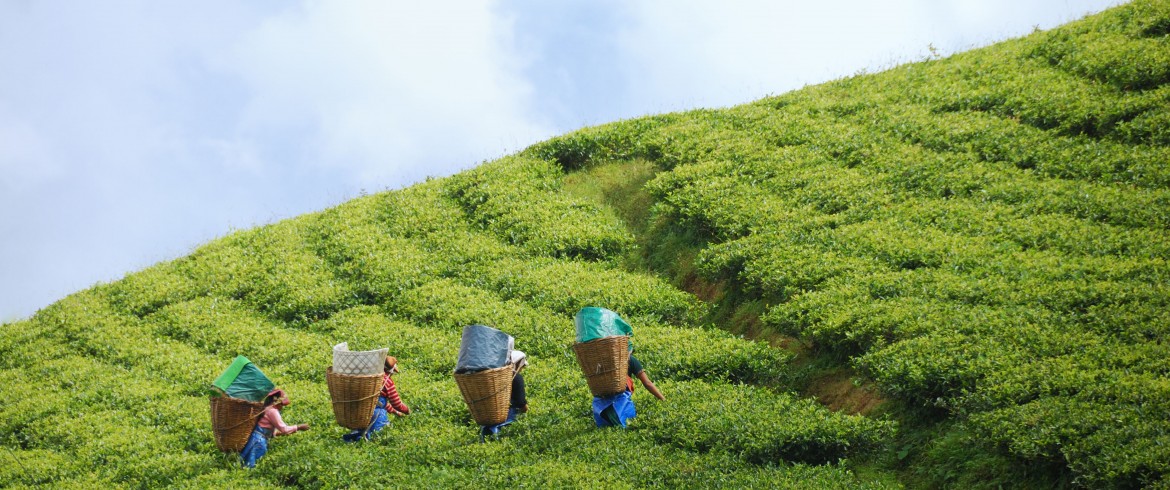 Sikkim Leads India’s Organic Farming Push