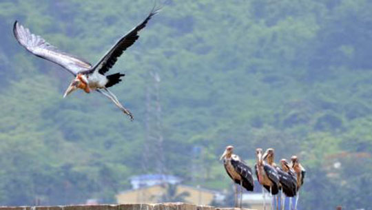 Four Endangered Greater Adjutant Storks Found Dead in Assam