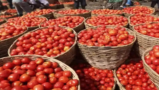 Tomato Price Fallen Over 22 Per Cent in a Month