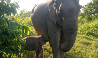 “Mayabini” Walks Into the Wild: Kaziranga Names Elephant Calf in Tribute to Zubeen Garg